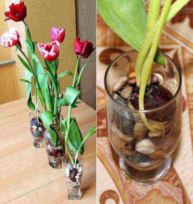 how to grow tulips at home without land