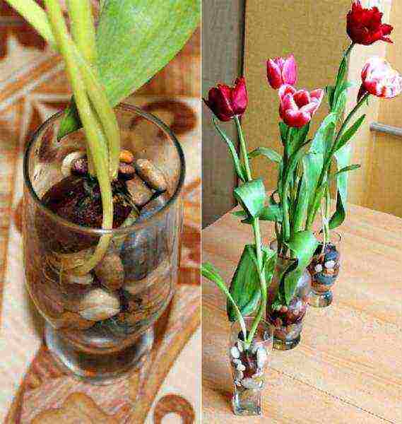 how to grow tulips at home without land