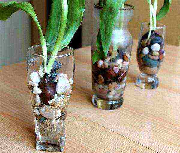 how to grow tulips at home without land