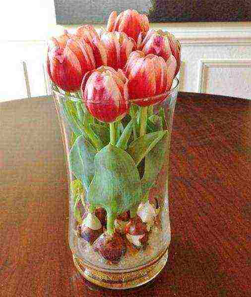 how to grow tulips at home without land