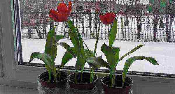 how to grow tulips at home in a flower bed