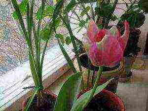 how to grow tulips at home in a flower bed