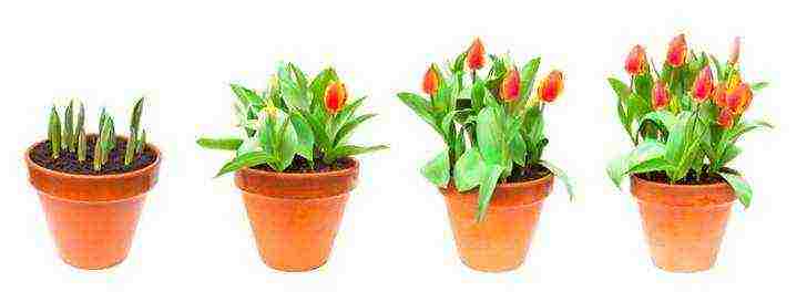 how to grow tulips at home in a flower bed