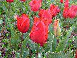 how to grow tulips at home in a flower bed