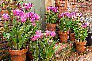 how to grow tulips at home in a flower bed