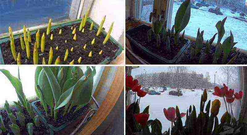 how to grow tulips at home in a flower bed