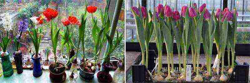 how to grow tulips at home in a flower bed