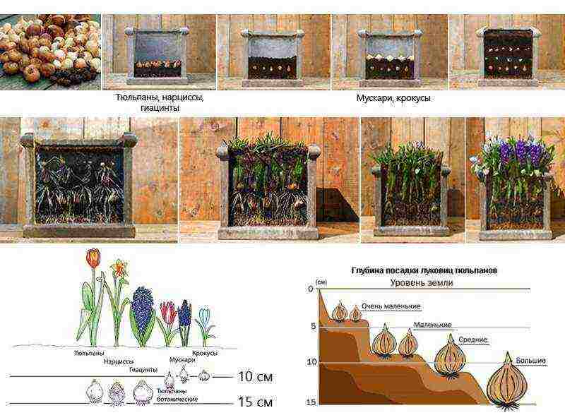 how to grow tulips at home in a flower bed