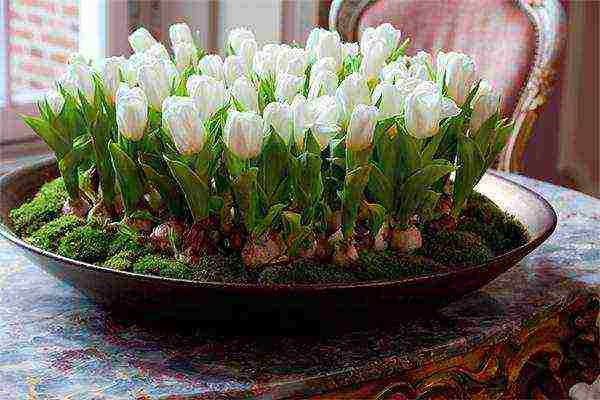 how to grow tulips at home in a flower bed