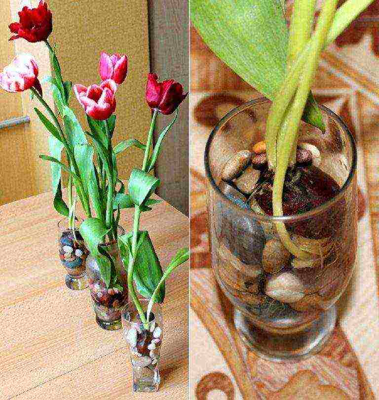 how to grow tulips at home in winter
