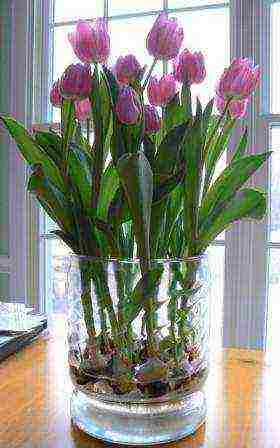 how to grow tulips at home in winter