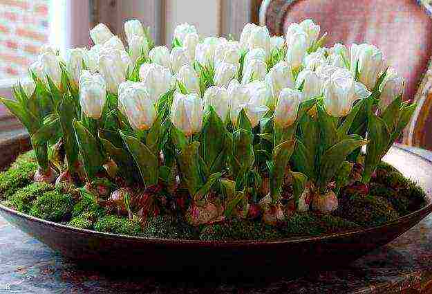 how to grow tulips at home in winter