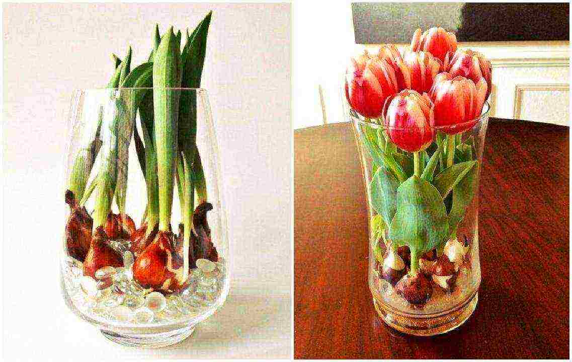 how to grow tulips at home in winter