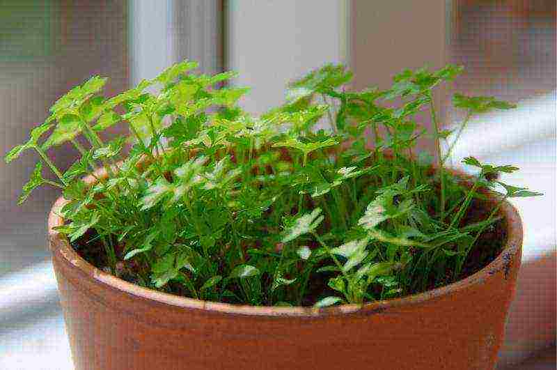 how to grow dill parsley at home