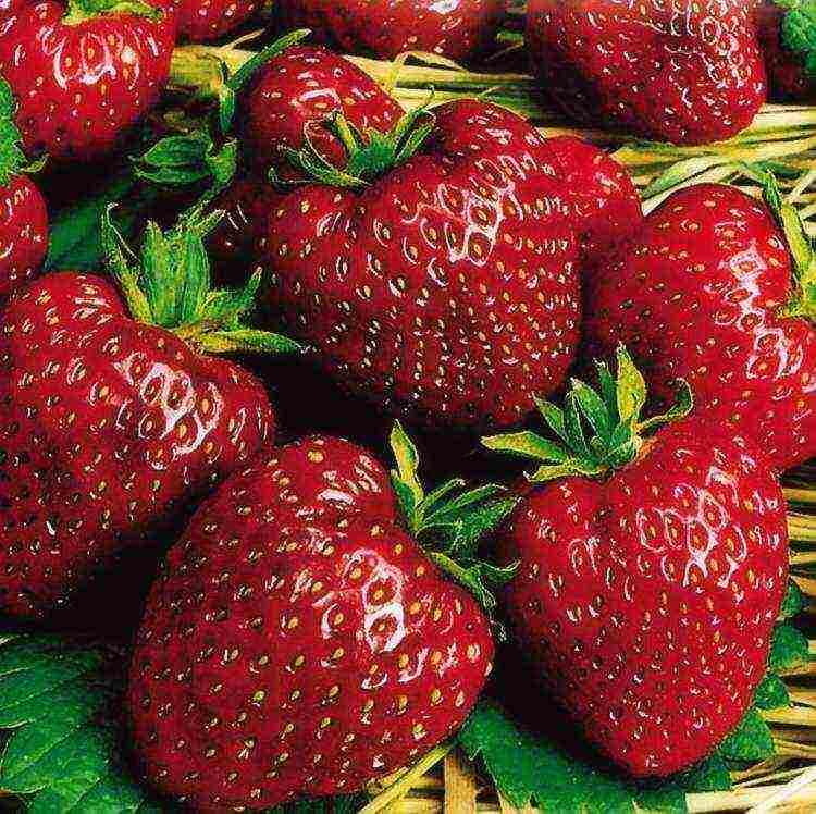 kung paano palaguin ang mga strawberry mula sa mga binhi sa bahay