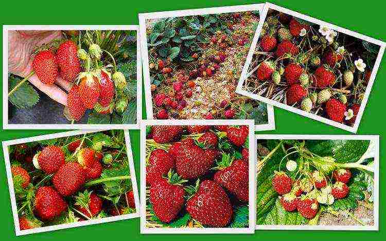 how to grow strawberries from seeds at home