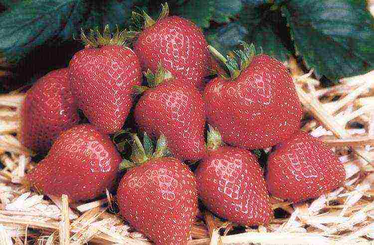 how to grow strawberries from seeds at home