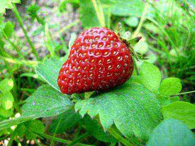 kung paano palaguin ang mga strawberry mula sa mga binhi sa bahay