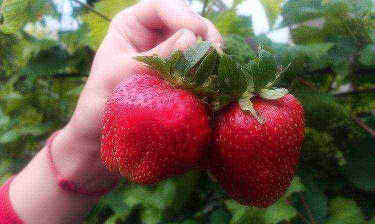 kung paano palaguin ang mga strawberry mula sa mga binhi sa bahay