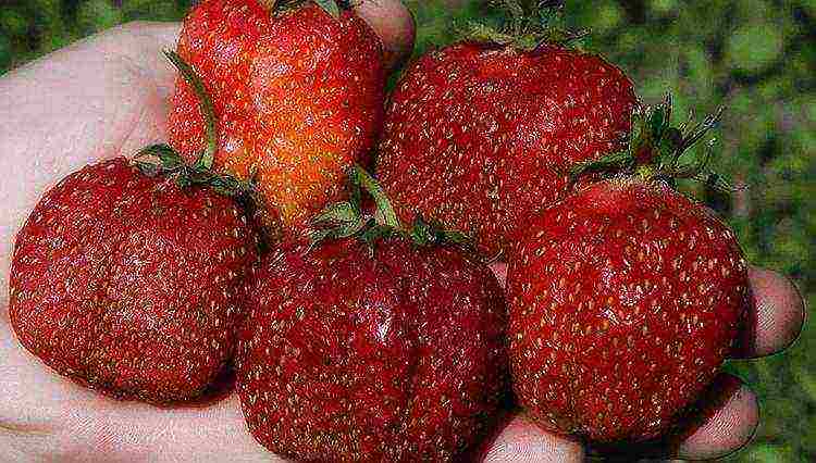 how to grow strawberries from seeds at home