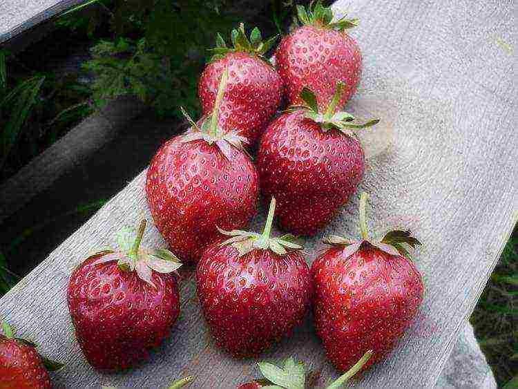 kung paano palaguin ang mga strawberry mula sa mga binhi sa bahay