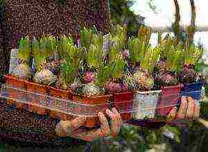 kung paano palaguin ang mga panloob na bulaklak sa bahay