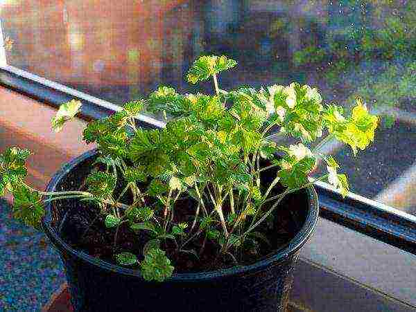 how to grow parsley and dill at home