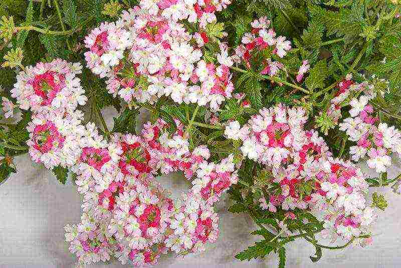 how to grow verbena from seeds at home