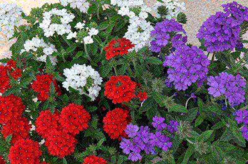 how to grow verbena from seeds at home