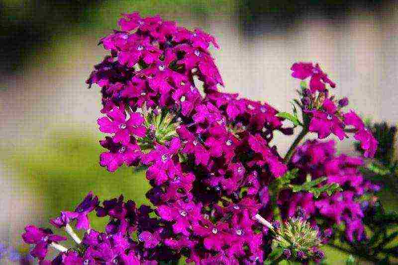 how to grow verbena from seeds at home