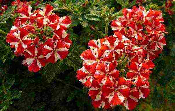 how to grow verbena from seeds at home