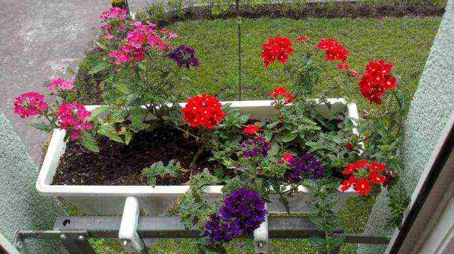 how to grow verbena from seeds at home