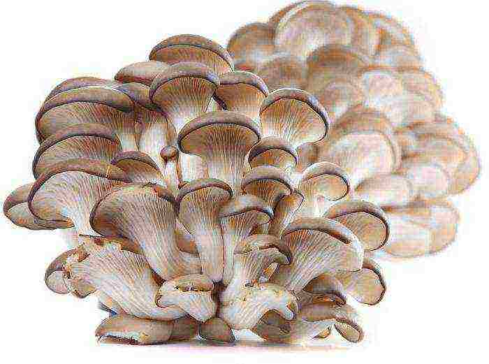 how to grow oyster mushrooms at home business plan