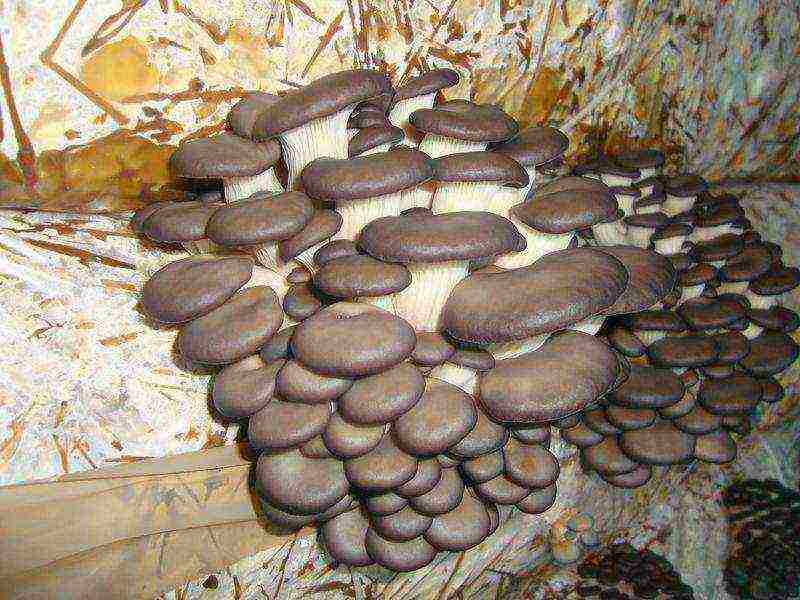 how to grow oyster mushrooms at home business plan