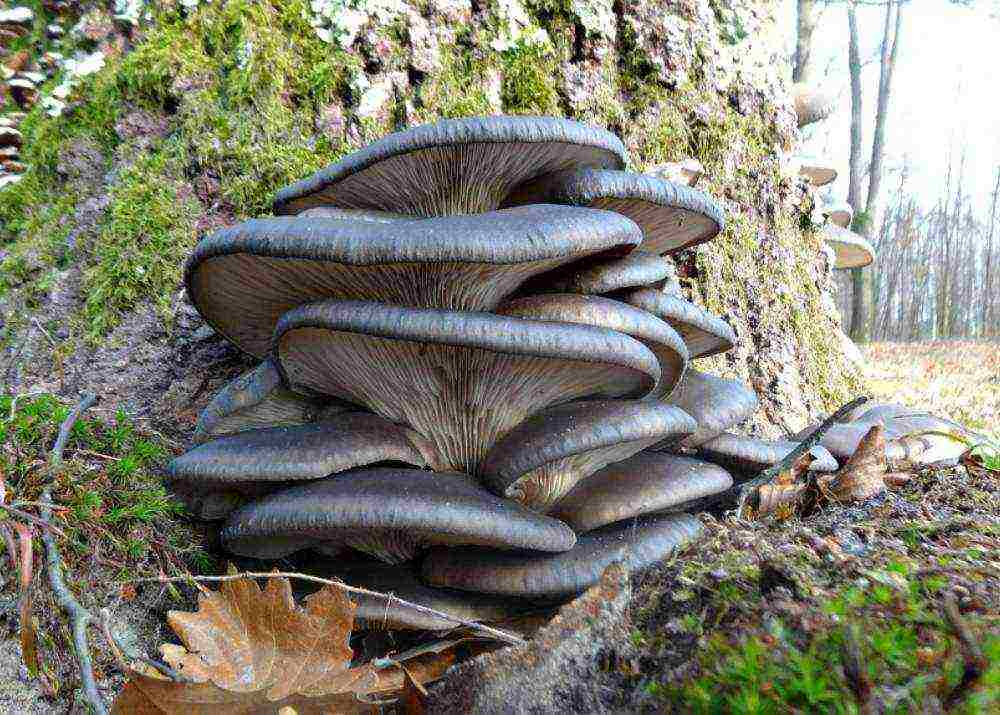 how to grow oyster mushrooms at home business plan