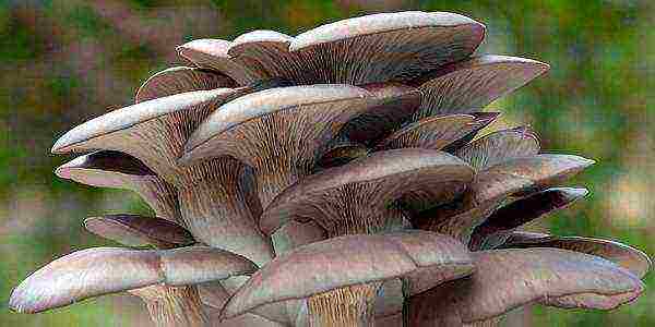 how to grow oyster mushrooms at home all year round