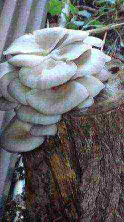 how to grow oyster mushrooms at home on stumps