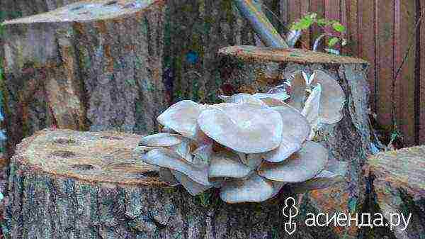 how to grow oyster mushrooms at home on stumps