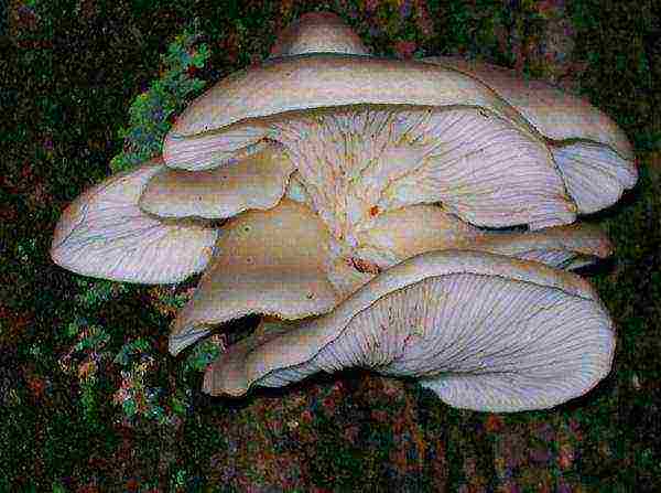 how to grow oyster mushrooms at home on stumps