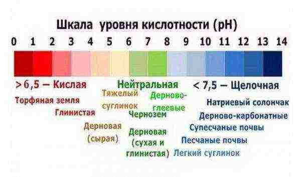 วิธีการปลูกองุ่นอิซาเบลลาในรัสเซียตอนกลาง