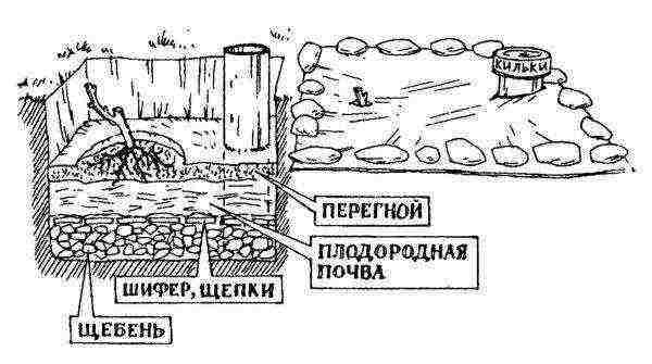 how to grow Isabella grapes in Central Russia