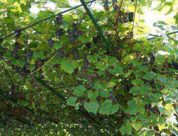 how to grow Isabella grapes in Central Russia