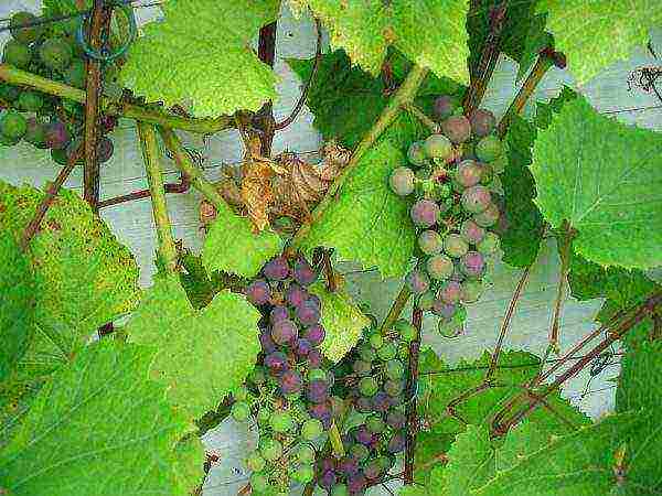 how to grow Isabella grapes in Central Russia