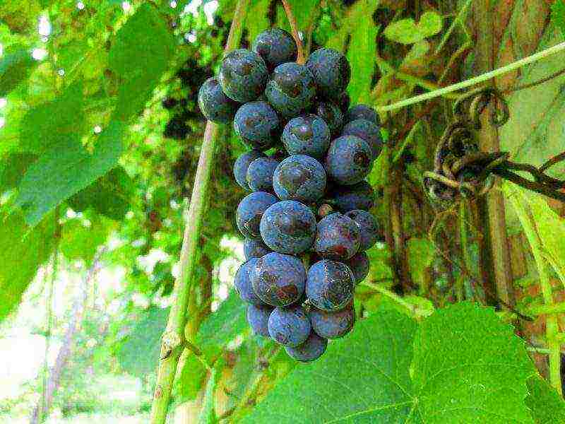 how to grow Isabella grapes in Central Russia