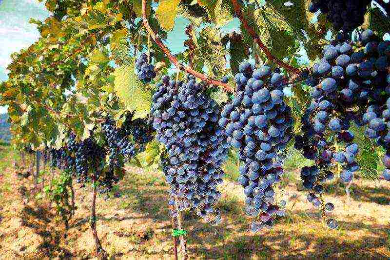 how to grow Isabella grapes in Central Russia