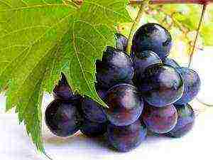 how to grow Isabella grapes in Central Russia