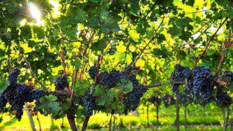 how to grow Isabella grapes in Central Russia