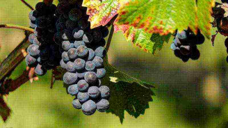 how to grow Isabella grapes in Central Russia