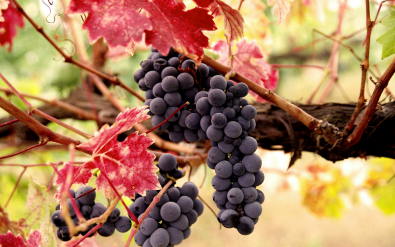 how to grow Isabella grapes in Central Russia