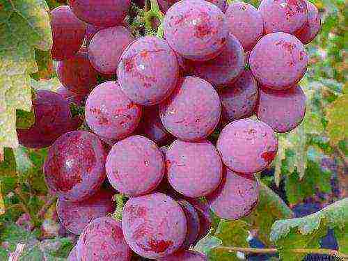 how to grow grapes at home from seed